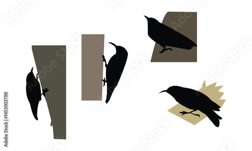 African spotted creeper bird Silhouette Design  And Vector Illustration. 
