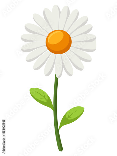 daisy flower isolated on white background