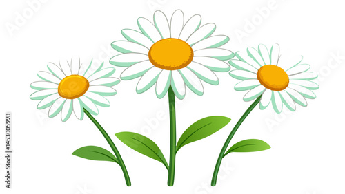 Daisy flower vector illustration, white daisy flowers, spring flowers, summer flowers, floral art