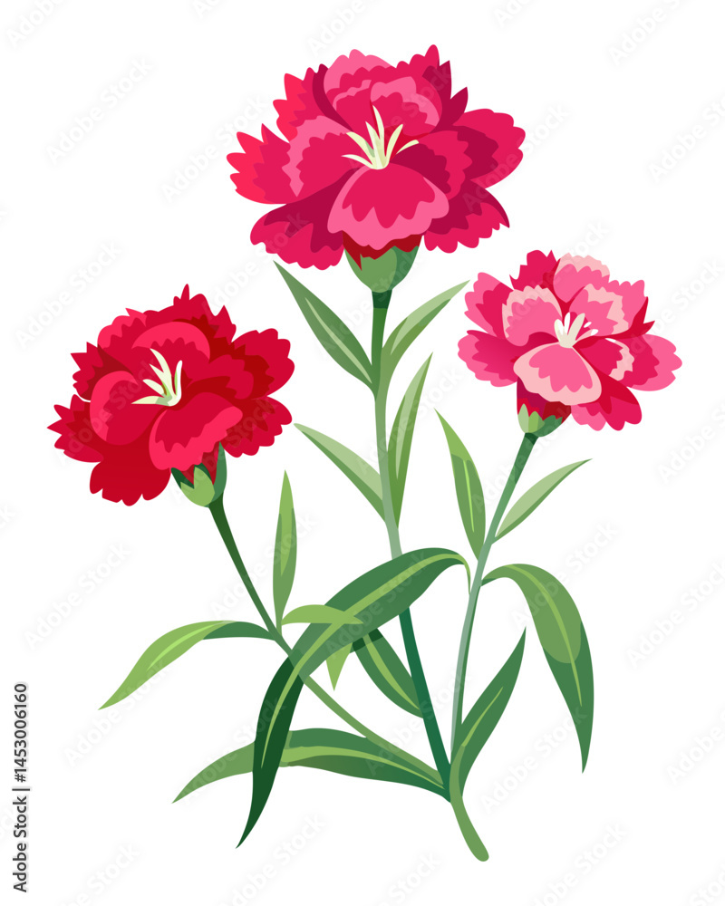 Obraz premium Beautiful carnation flower illustration floral design element botanical art graphic carnation bloom drawing