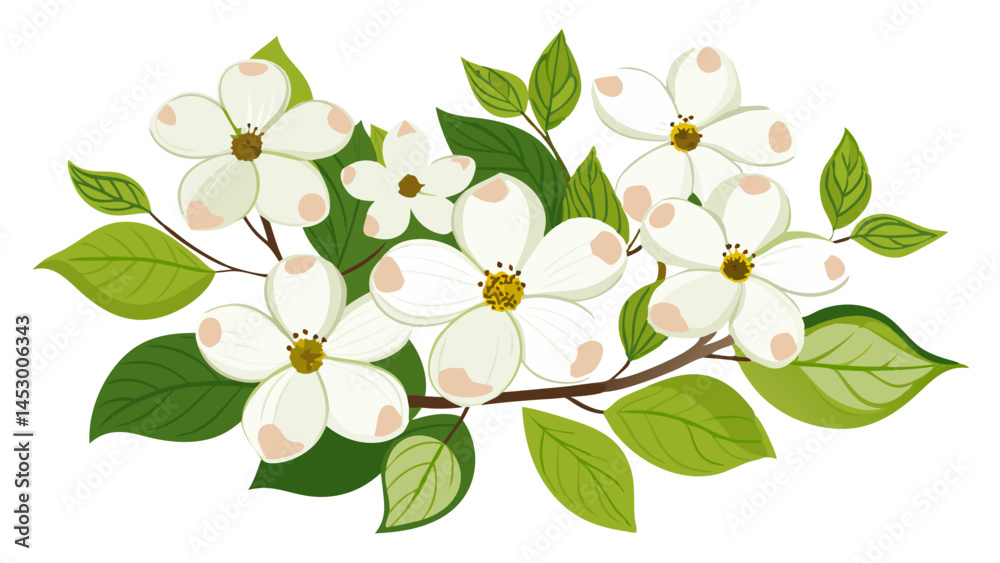 Obraz premium Dogwood flower blossom floral spring white petal bloom branch leaves botanical illustration art