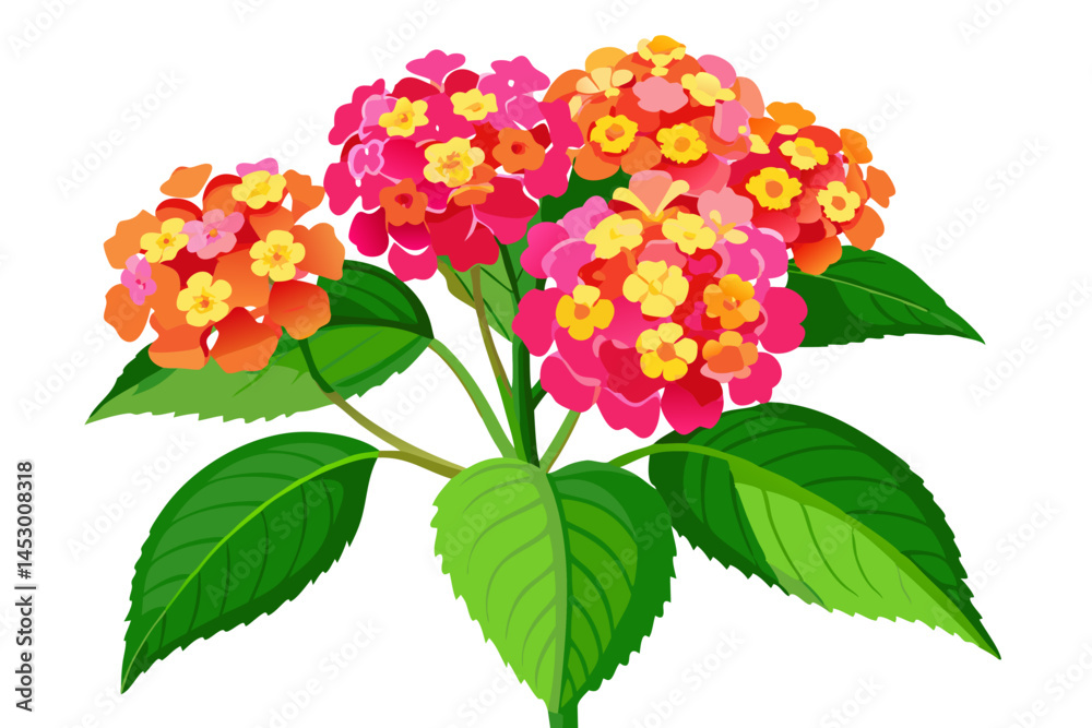 Illustration of lantana camara flower plant with colorful bloom and green leaves design art