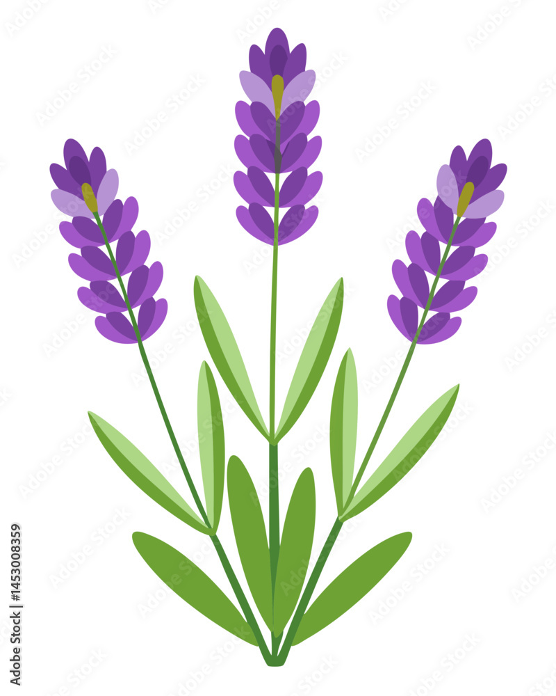 Fototapeta premium Illustration of lavender flower lavender flowers purple plant botanical herb aromatic bloom floral design