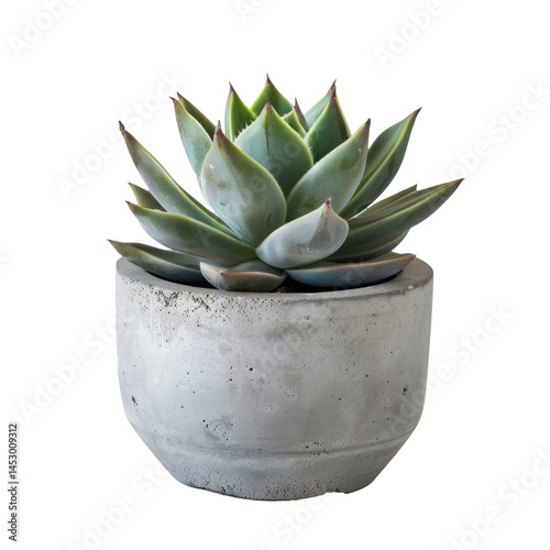Bild auf Leinwand Small potted succulent in concrete planter showcasing sharp details and modern d