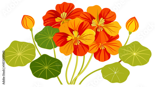 Beautiful nasturtium flowers floral arrangement vector illustration design graphic art