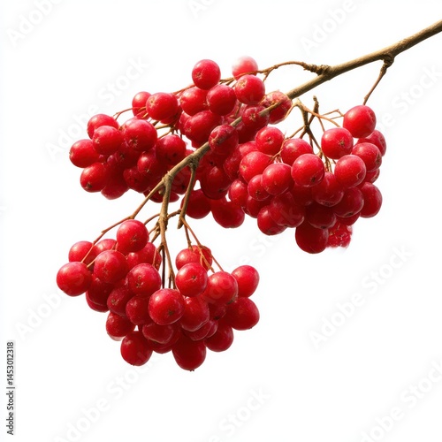 Red viburnum berries isolated on white background