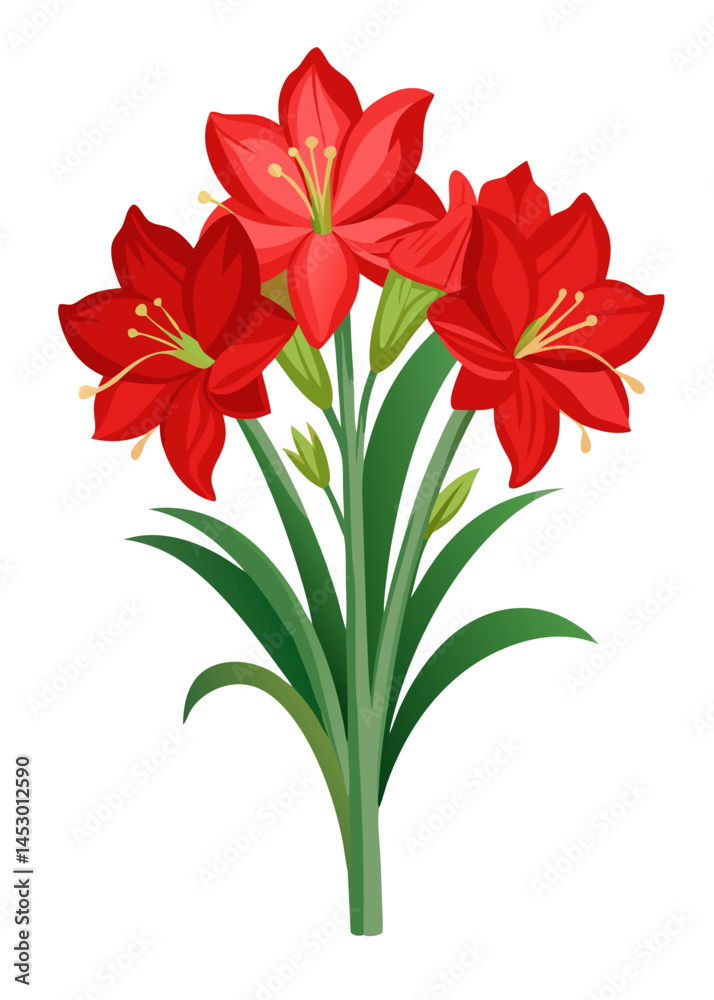 Illustration of red amaryllis flowers amaryllis floral botanical blossom bloom plant nature art Illustration of red amaryllis flowers amaryllis floral botanical blossom bloom plant nature art