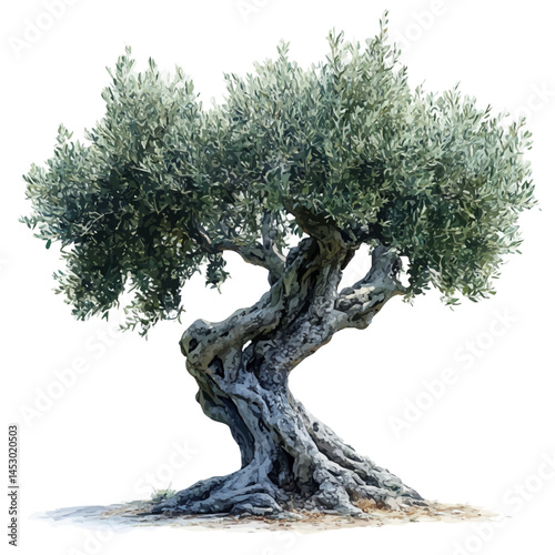 Ancient Olive Tree With Gnarled Branches, watercolor vector, isolated on a white background.