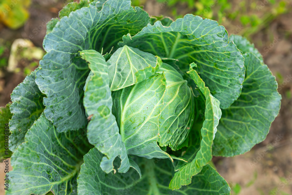 Fresh green cabbage growing in an organic garden during the harvest season Fresh green cabbage growing in an organic garden during the harvest season