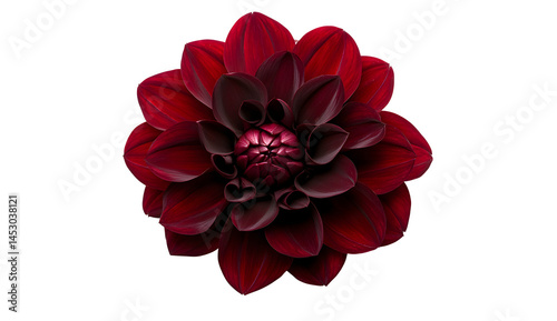 Deep Red Dahlia Flower Displaying Layered Petals and Rich Coloration
