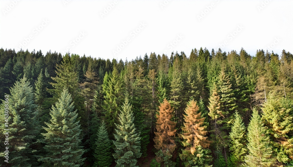 pine forest with earthy green and brown trees white background pine forest with earthy green and brown trees white background