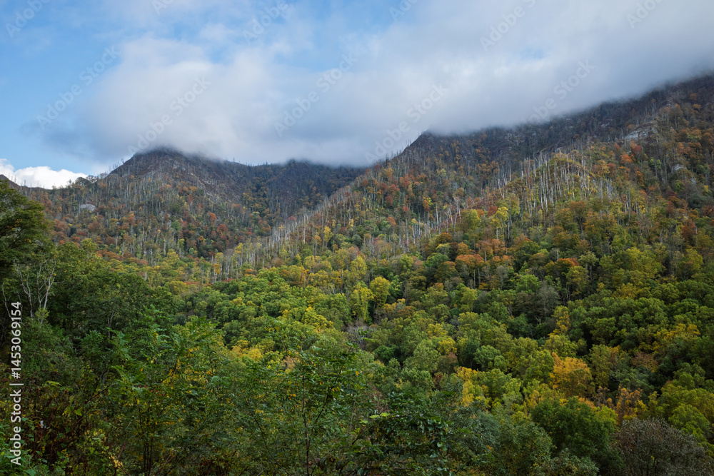 Misty autumn forest with vibrant trees in Smoky Mountains National Park Tennessee Misty autumn forest with vibrant trees in Smoky Mountains National Park Tennessee