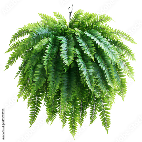 Decorative Hanging Fern with Cascading Green Fronds Isolated on Transparent Background