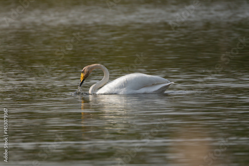 Fototapeta Naklejka Na Ścianę i Meble -  Whooper swan also known as the common swan - Cygnus cygnus - swimming on lake. Photo from Milicz Ponds in Poland.