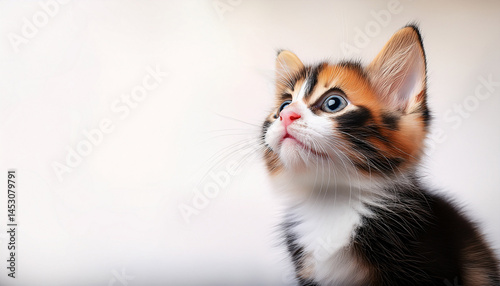 cute calico kitten looking up into copy space