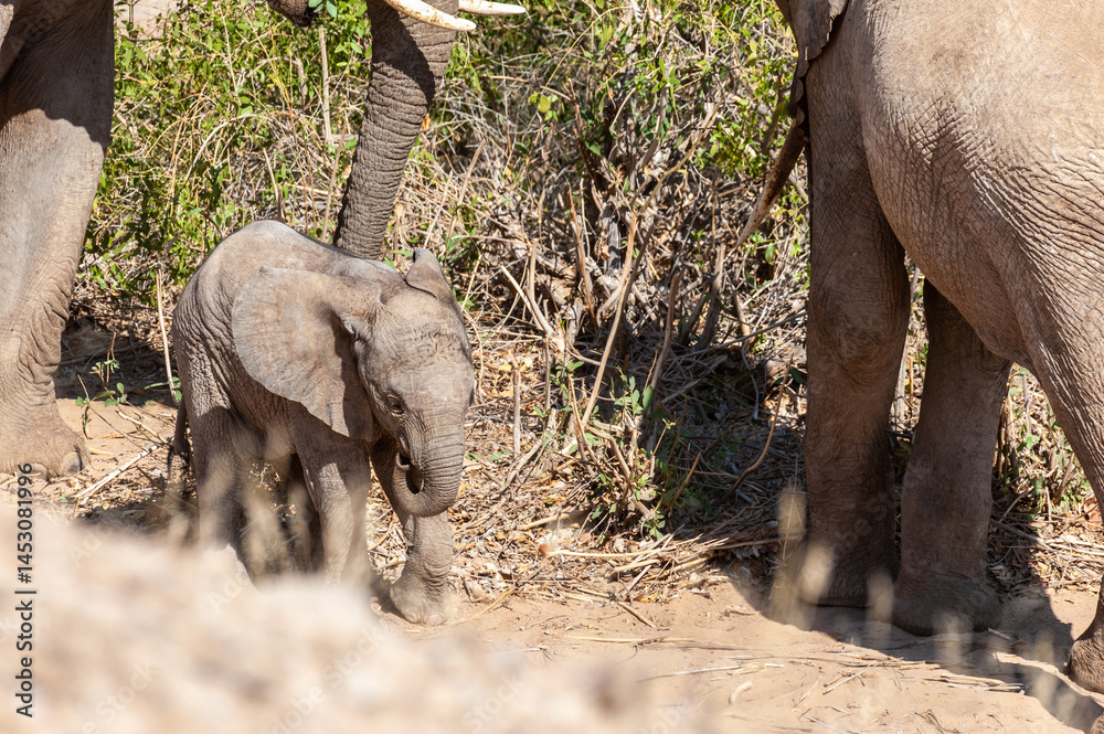 Telephoto of a desert elephant with calf, in Northern Namibia.