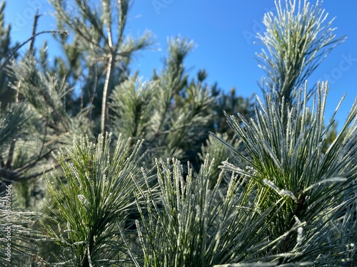 pine branches against blue sky
