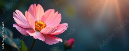 Flower with soft, feathery textures and subtle shading, texture, soft, shades