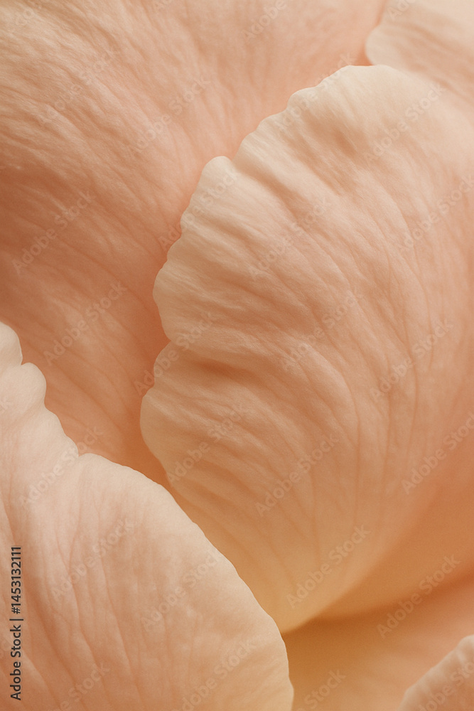 Peach flower petal extreme macro with soft texture and pastel folds