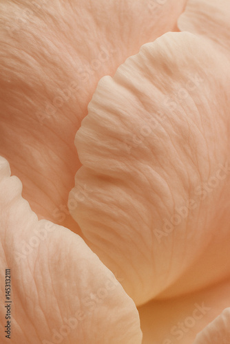 Obraz na płótnie Peach flower petal extreme macro with soft texture and pastel folds w salonie