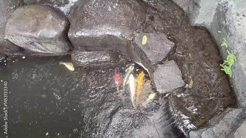 A calming view of vibrant koi fish swimming gracefully in a garden pond with a small waterfall. The water flows around rocks, creating a peaceful scene.