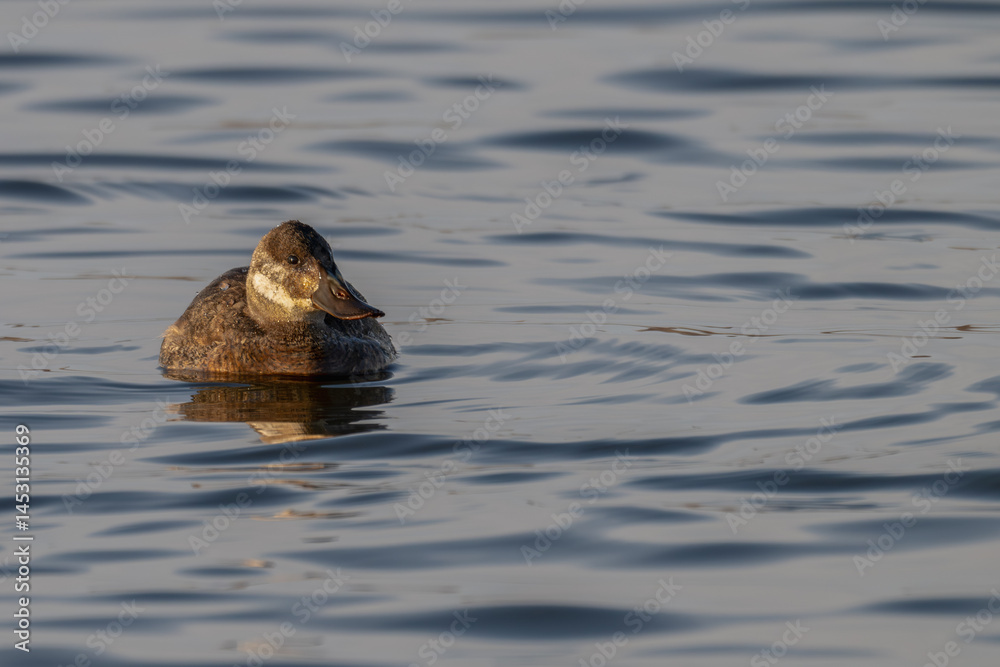 Ruddy duck swimming in a lake. Ruddy duck swimming in a lake.