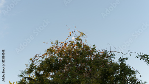 bird with moon on a tree 