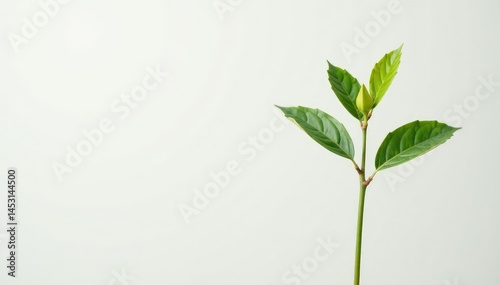 Single, delicate sapling against pure white backdrop , ecology, organic, plant
