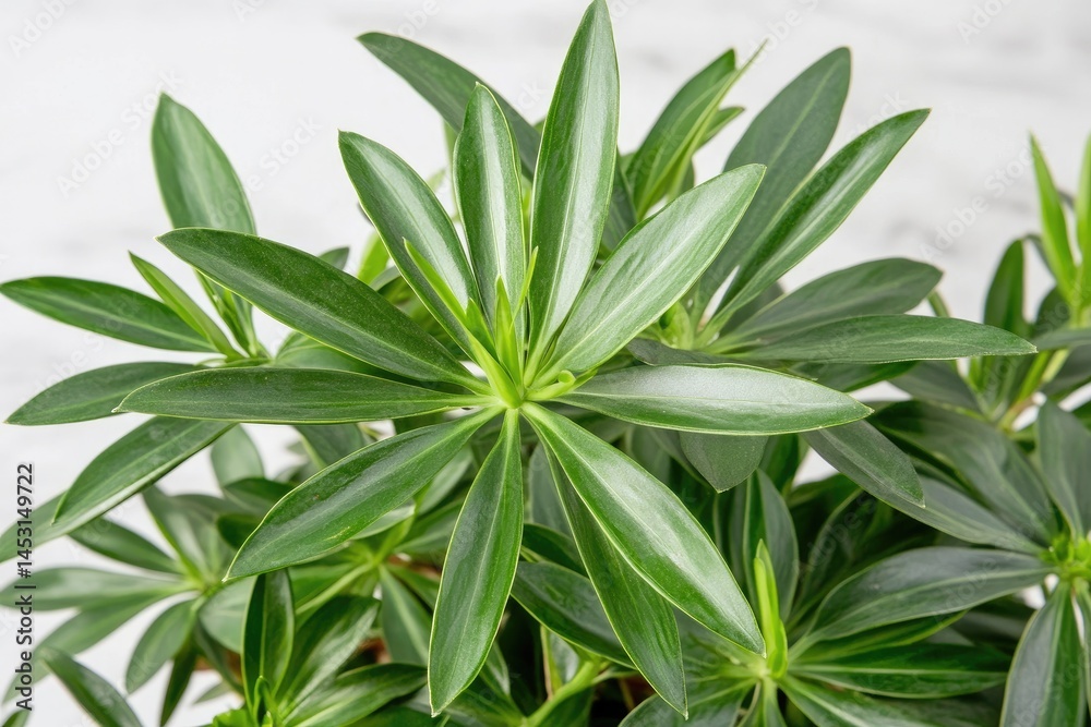 Fototapeta premium Close-up of vibrant green foliage