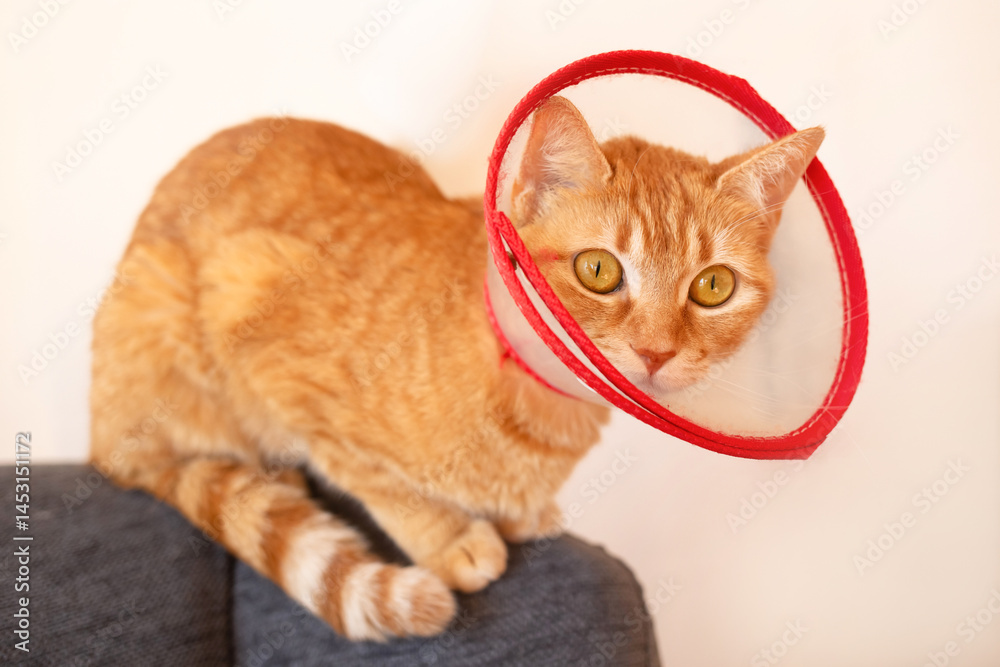 Naklejka premium surprised ginger cat after surgery, in a medical collar cone sitting on the back of a sofa