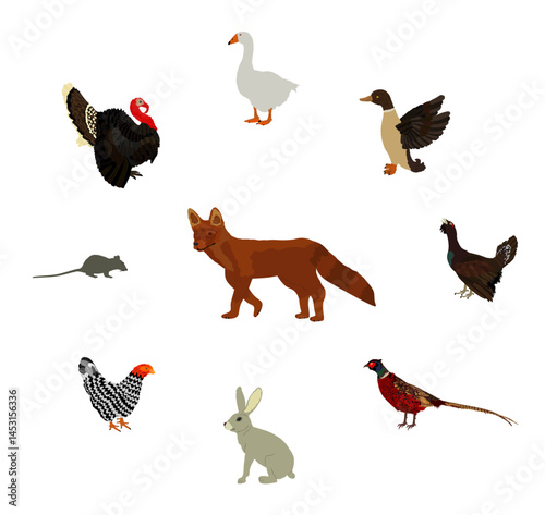 Cunning hungry fox lurks for prey vector illustration isolated. Smart animal predator. Instinct fox hunting hen chicken goose turkey. Farm chantry poultry in danger. Rabbit, rats, pheasant, wood goose