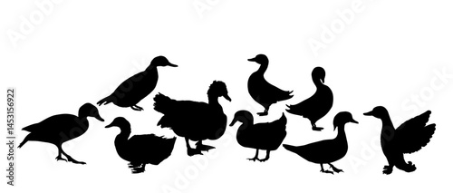 Set collection species of duck flock vector silhouette illustration isolated. Mandarin duck, Muscovy musk, domestic farm poultry family. Beijing Peking duck shape, mallard. Restaurant menu birds.
