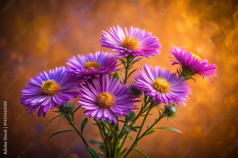 Fototapeta premium Elegant New England Aster Cluster: Minimalist Fall Floral Photography