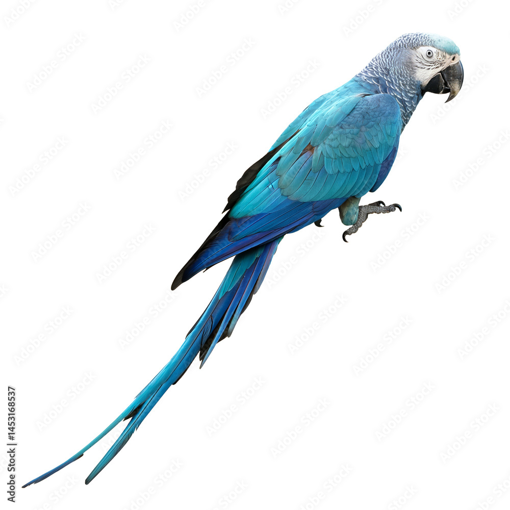 Fototapeta premium Stunning hyacinth macaw parrot bird vibrant blue feathers tropical wildlife exotic avian on transparent background pet