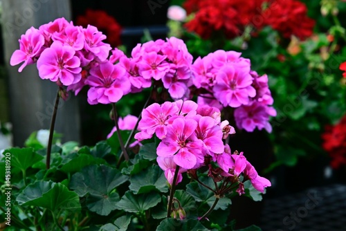 Wallpaper Mural Vibrant pink geranium flowers in bloom Torontodigital.ca