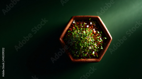 A top down view of a terracotta colored hexagonal container retain sprouts on a unanimous green background, leaving room for text.