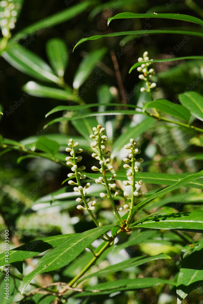 Cherry Laurel (Prunus laurocerasus) Cherry Laurel (Prunus laurocerasus)