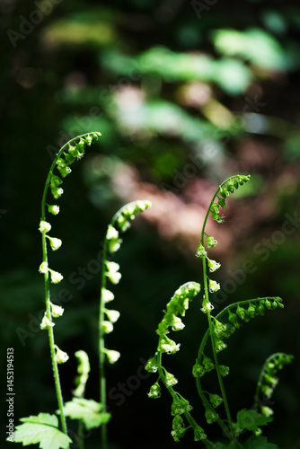 bigflower tellima or fringecups (Tellima grandiflora)
 photo