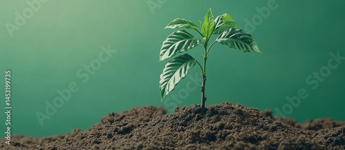 Vibrant new sprout emerges from earthy soil on a minimalist green backdrop