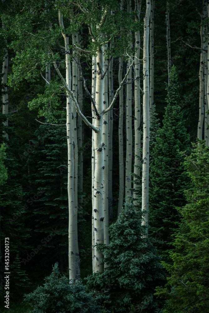 Tall Aspen Trees Rise From Dark Forest Below