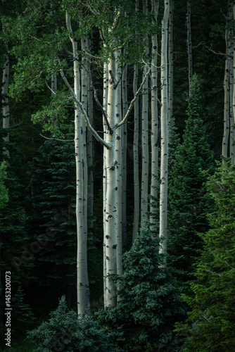 Obraz na płótnie Tall Aspen Trees Rise From Dark Forest Below w salonie