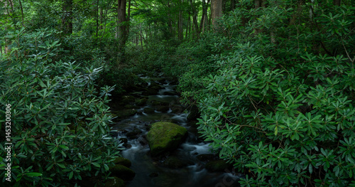 Obraz na płótnie Thick Rhododendron Part For Jakes Creek To Pass Through w salonie