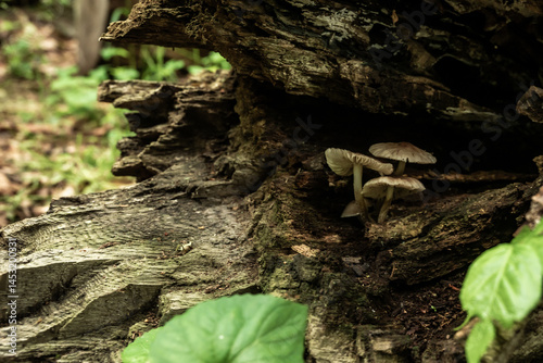Obraz na płótnie Three Mushrooms Grow In A Fallen Tree Trunk w salonie
