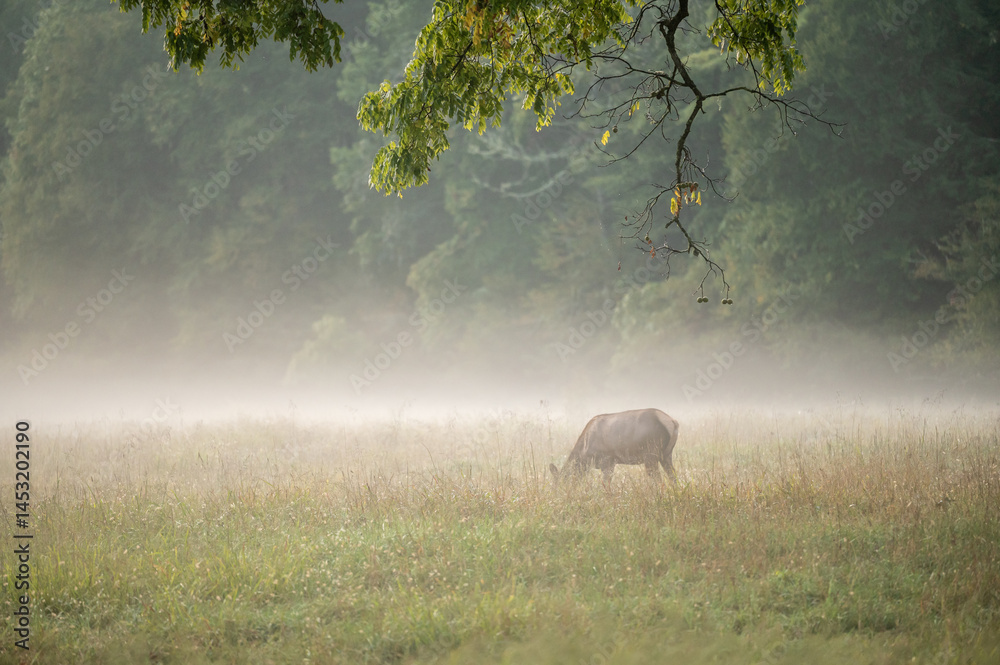 Tree Branches Hang Over Foggy Field Where Elk Graze
