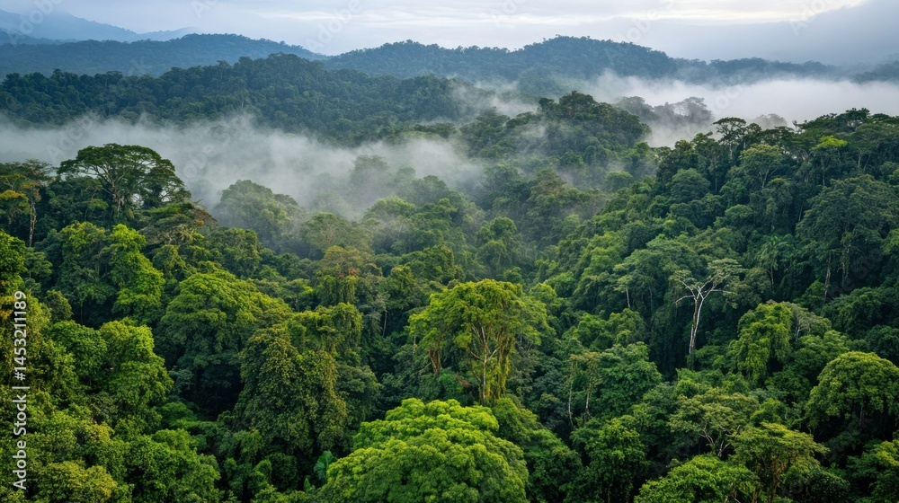 Fototapeta premium Dense green rainforest covered in clouds on a cloudy day