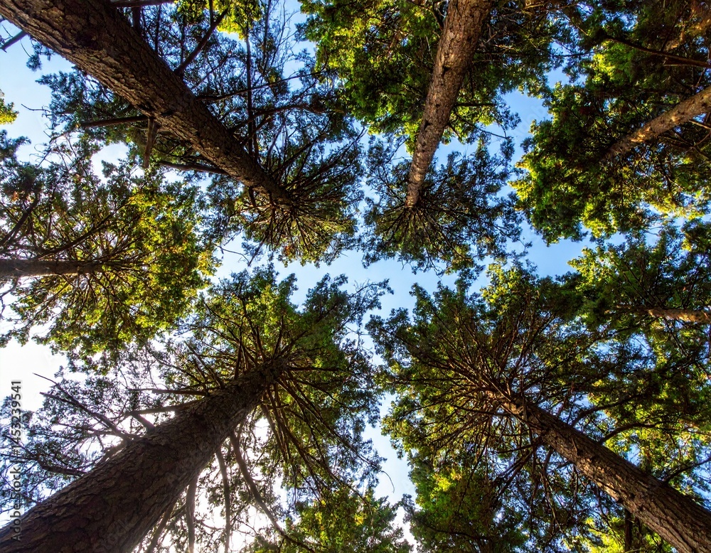 Fototapeta premium tall pine tree