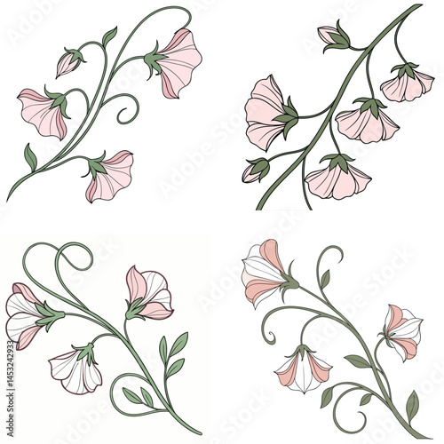 A sweet pea flower icon with delicate, ruffled petals on a climbing 
vine.
