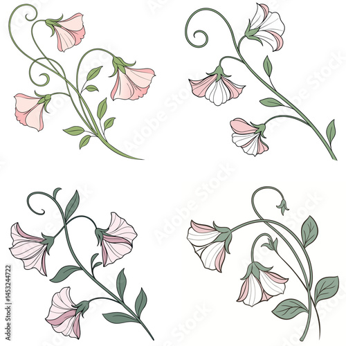 A sweet pea flower icon with delicate, ruffled petals on a climbing 
vine.