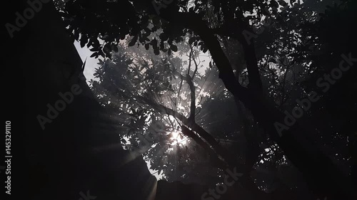 lightrail sun and tree at the forest
