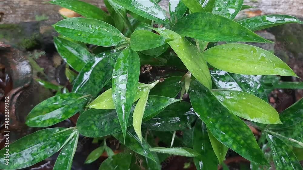 wet leaves, leaves in the rain wet leaves, leaves in the rain